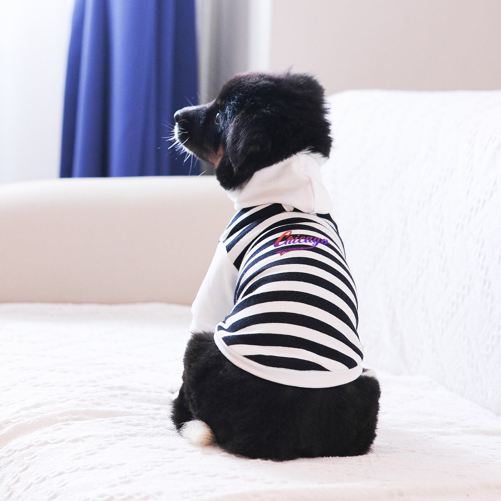 2022 New Zebra Letter Print Hoodie for Small Dogs Pet Clothes for Chihuahua Yorkshire Corgi French Bulldogs