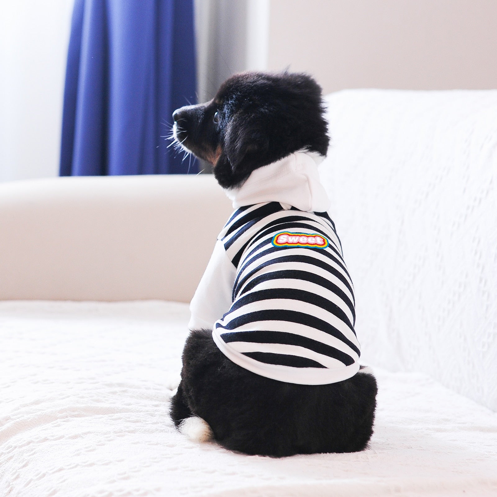 2022 New Dog Printed Hoodie ’Sweet‘ Letter, Stripe White Red Big Hood and Leash Hole, High Quality and Durable