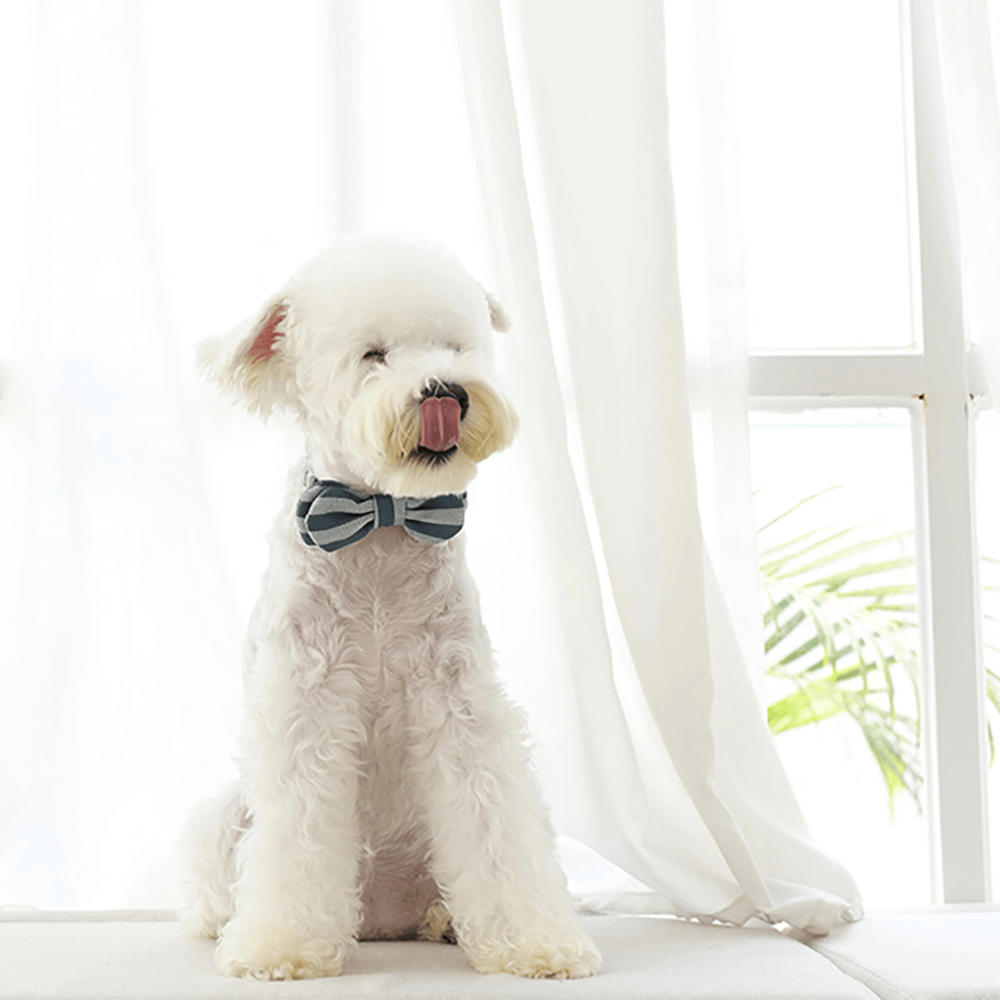 Purrfect Dog Bow Tie