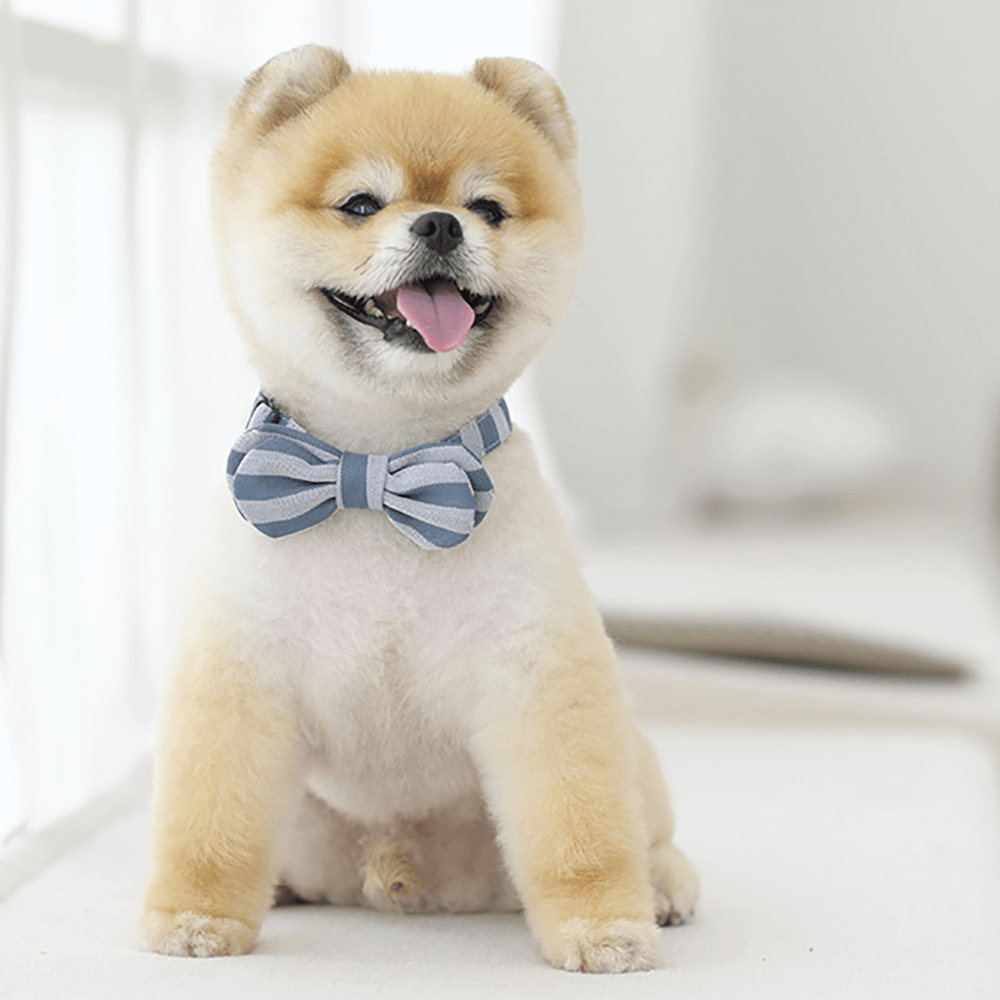Purrfect Dog Bow Tie