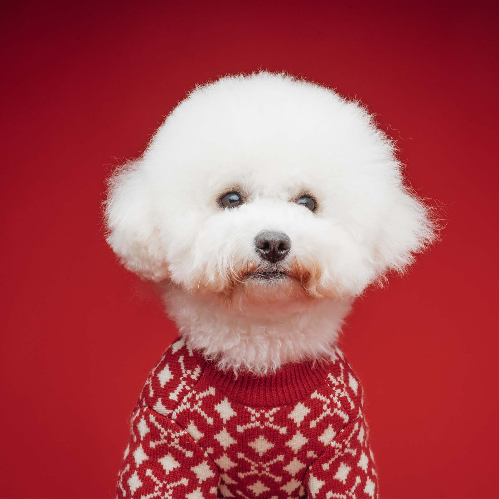 Chris Houston Designer Dog Sweater